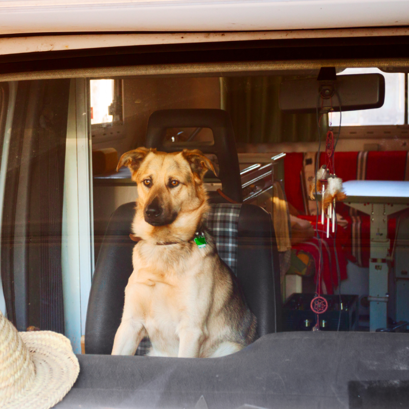 Aventura sobre ruedas: tres imprescindibles para viajar en caravana con las mascotas