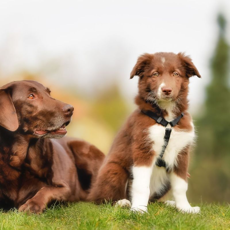 De cachorro a adulto: Comprende a tu perro en todas las etapas de su vida