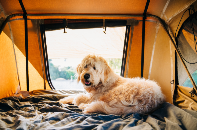 Viajar con tu perro de camping: consejos y destinos pet-friendly