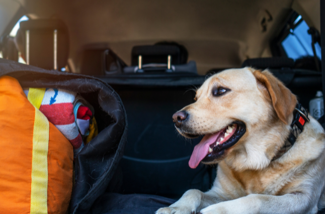 Consejos esenciales para un viaje de camping  perfecto con tu mascota