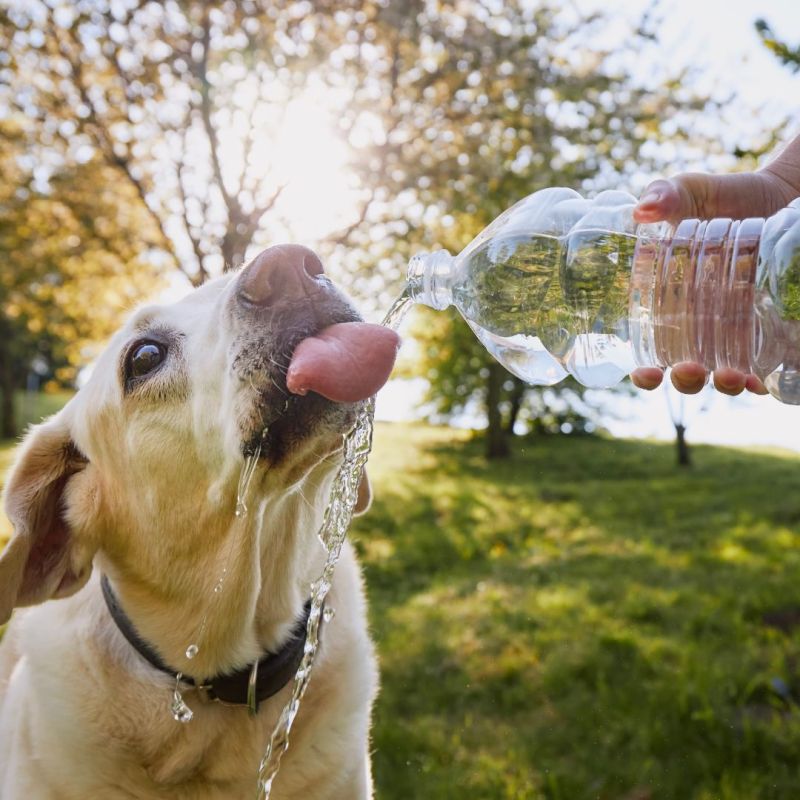 Consejos para mantener a tus mascotas hidratadas  y frescas en verano