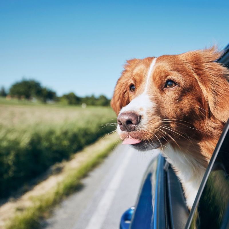 ¡Lleva a tu perro de vacaciones! Consejos y trucos para  viajar con tu mascota